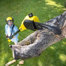 Lawn Renovation and Restoration in Vineyards, FL