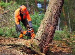 Trusted Vineyards, FL Tree Services Experts