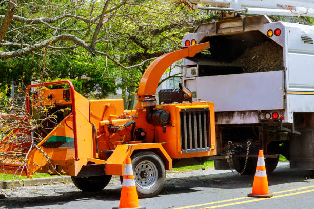 How Our Tree Care Process Works  in  Vineyards, FL