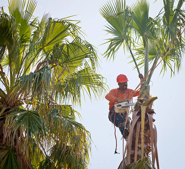 Trusted Vineyards, FL Tree Services Experts