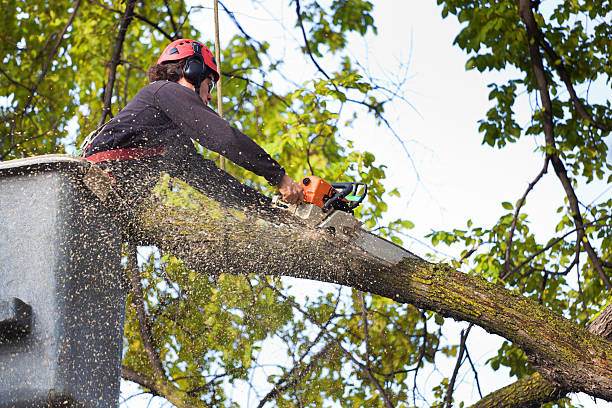 Tree and Shrub Care in Vineyards, FL